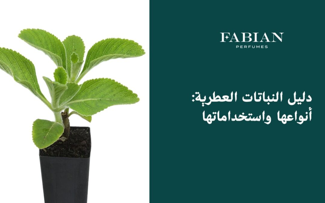 النباتات العطرية